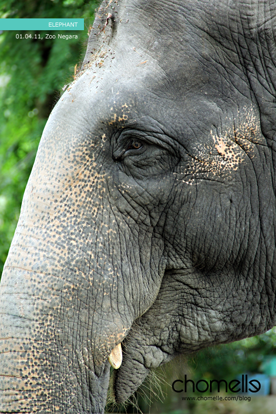 friendly elephant