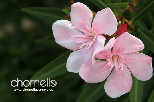 friday flower