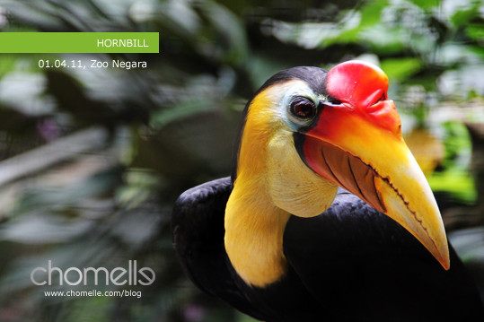 hornbill