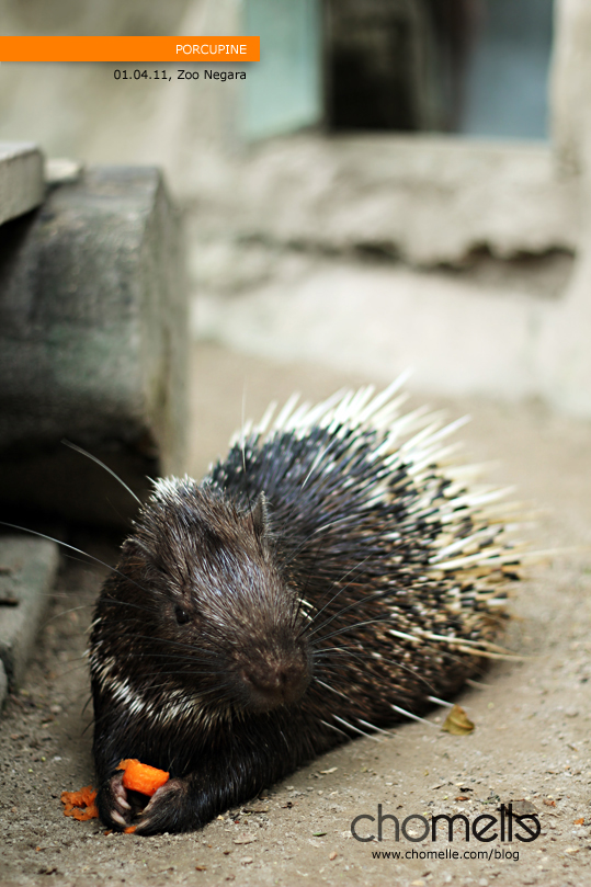 porcupine